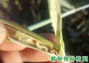 种植小麦如何防治麦茎蜂？